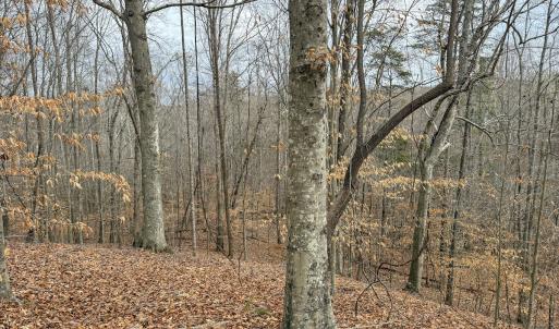 Photo #21 of Off Water Oak Road , Callands, VA 7.9 acres