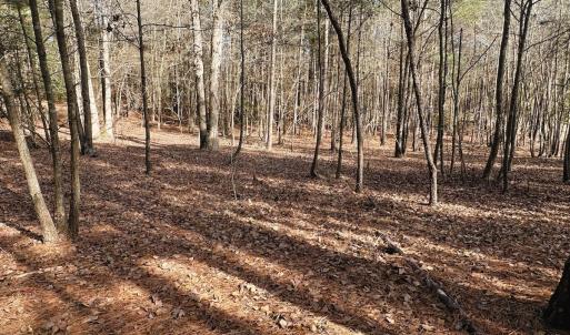 Photo #38 of 330 Ellis Stewart Ln, Cameron, NC 193.0 acres
