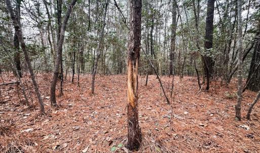 Photo #65 of 330 Ellis Stewart Ln, Cameron, NC 193.0 acres