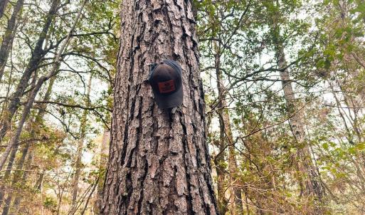 Photo #67 of 330 Ellis Stewart Ln, Cameron, NC 193.0 acres