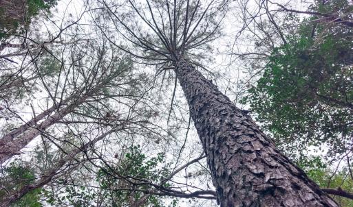 Photo #69 of 330 Ellis Stewart Ln, Cameron, NC 193.0 acres