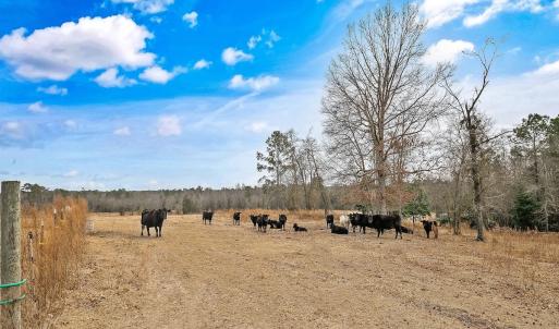 Photo #78 of 330 Ellis Stewart Ln, Cameron, NC 193.0 acres