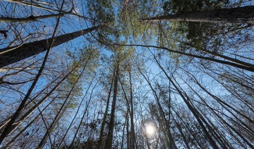 Photo #13 of Lot-2, Off Campbell Road, Bear Creek, NC 13.3 acres