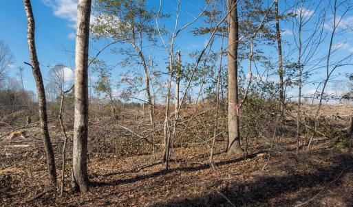 Photo #23 of Lot-2, Off Campbell Road, Bear Creek, NC 13.3 acres