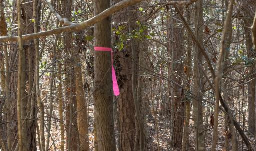 Photo #28 of Lot-2, Off Campbell Road, Bear Creek, NC 13.3 acres
