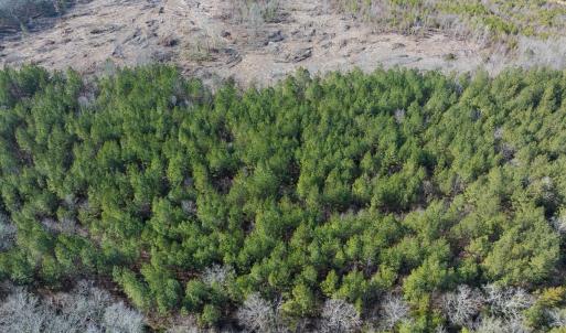 Photo #40 of Lot-2, Off Campbell Road, Bear Creek, NC 13.3 acres