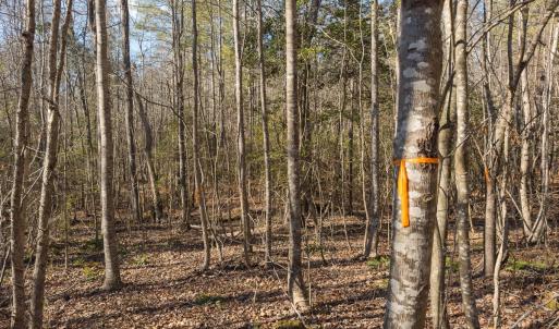 Photo #45 of Lot-2, Off Campbell Road, Bear Creek, NC 13.3 acres