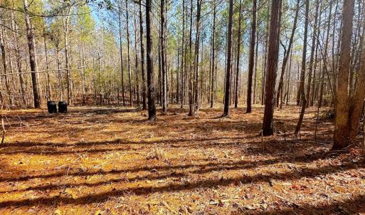 Photo #48 of Lot-2, Off Campbell Road, Bear Creek, NC 13.3 acres
