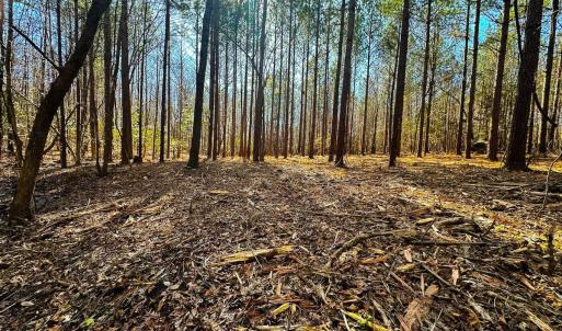 Photo #50 of Lot-2, Off Campbell Road, Bear Creek, NC 13.3 acres