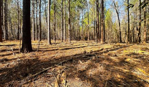 Photo #51 of Lot-2, Off Campbell Road, Bear Creek, NC 13.3 acres