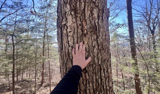 Photo #13 of 551 Boulder Ridge Dr, Denton, NC 1.5 acres