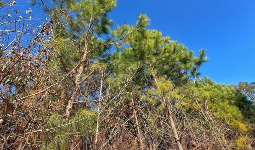 Photo #20 of 125 Tarheel Rd, Windsor, NC 0.5 acres