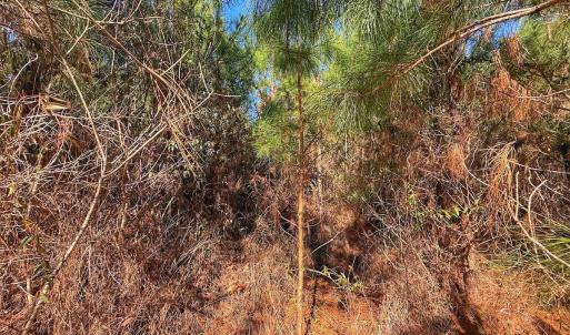 Photo #22 of 125 Tarheel Rd, Windsor, NC 0.5 acres
