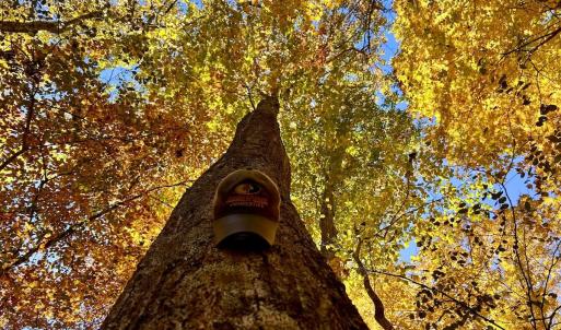 Photo #27 of Off White Rock Gap Rd, Covington, VA 302.9 acres