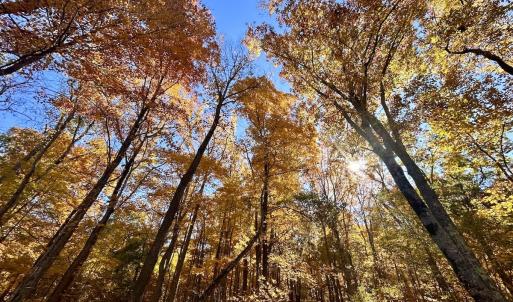 Photo #33 of Off White Rock Gap Rd, Covington, VA 302.9 acres