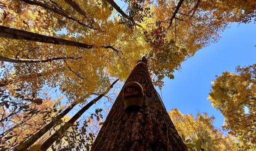 Photo #40 of Off White Rock Gap Rd, Covington, VA 302.9 acres
