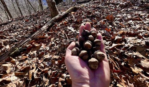 Photo #7 of Off White Rock Gap Rd, Covington, VA 302.9 acres