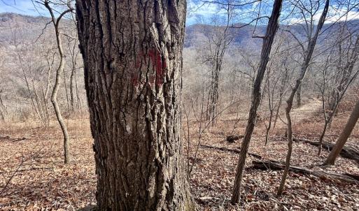 Photo #56 of Off White Rock Gap Rd, Covington, VA 302.9 acres