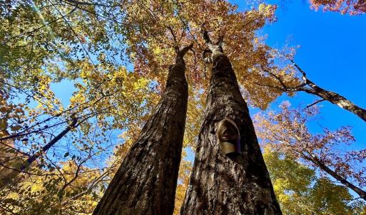 Photo #57 of Off White Rock Gap Rd, Covington, VA 302.9 acres