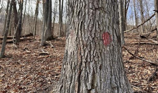 Photo #63 of Off White Rock Gap Rd, Covington, VA 302.9 acres