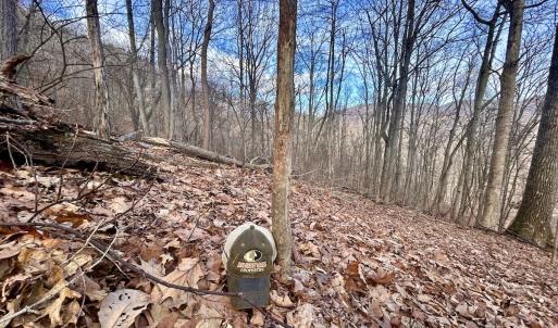 Photo #66 of Off White Rock Gap Rd, Covington, VA 302.9 acres