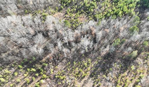 Photo #31 of Off of Green Level Road, Scottsburg, VA 153.4 acres