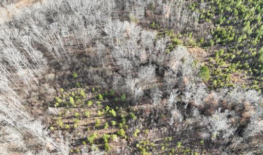 Photo #32 of Off of Green Level Road, Scottsburg, VA 153.4 acres