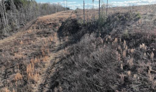 Photo #55 of Off of Green Level Road, Scottsburg, VA 153.4 acres