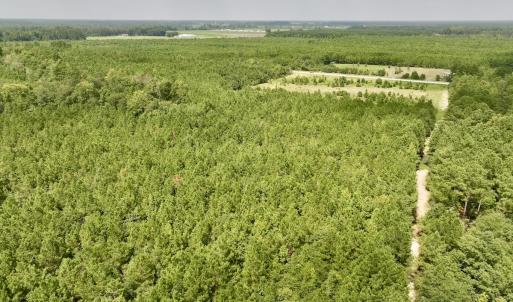 Photo #11 of SOLD property in Off River Rd, Vanceboro, NC 81.5 acres