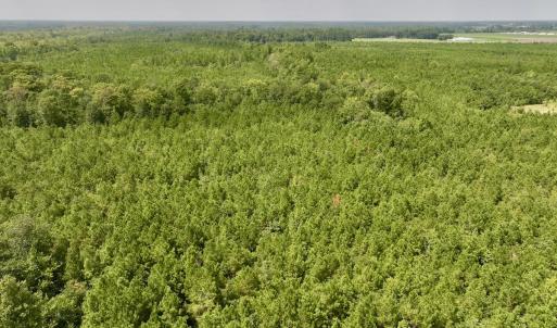 Photo #12 of SOLD property in Off River Rd, Vanceboro, NC 81.5 acres