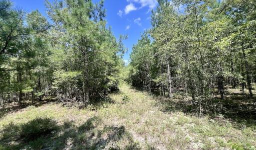 Photo #14 of SOLD property in Off River Rd, Vanceboro, NC 81.5 acres