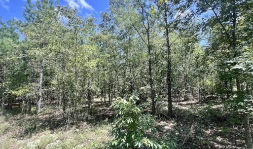 Photo #15 of SOLD property in Off River Rd, Vanceboro, NC 81.5 acres