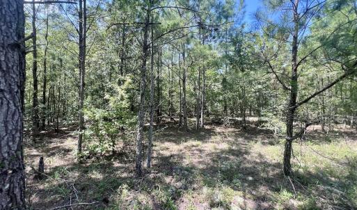 Photo #16 of SOLD property in Off River Rd, Vanceboro, NC 81.5 acres