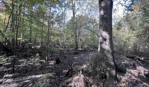 Photo #17 of SOLD property in Off River Rd, Vanceboro, NC 81.5 acres