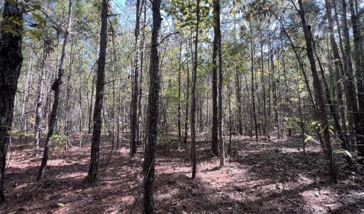 Photo #18 of SOLD property in Off River Rd, Vanceboro, NC 81.5 acres