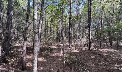Photo #19 of SOLD property in Off River Rd, Vanceboro, NC 81.5 acres