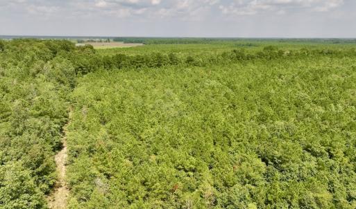 Photo #5 of SOLD property in Off River Rd, Vanceboro, NC 81.5 acres