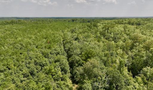 Photo #6 of SOLD property in Off River Rd, Vanceboro, NC 81.5 acres