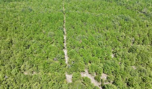 Photo #7 of SOLD property in Off River Rd, Vanceboro, NC 81.5 acres