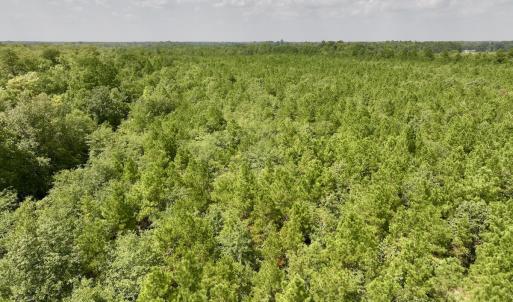 Photo #10 of SOLD property in Off River Rd, Vanceboro, NC 81.5 acres