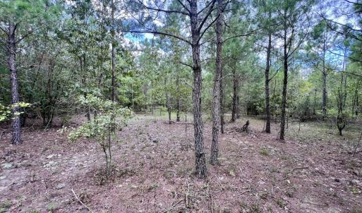Photo #24 of SOLD property in Off River Rd, Vanceboro, NC 81.5 acres