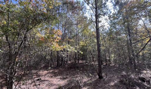Photo #25 of SOLD property in Off River Rd, Vanceboro, NC 81.5 acres