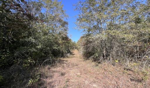 Photo #27 of SOLD property in Off River Rd, Vanceboro, NC 81.5 acres