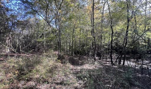 Photo #28 of SOLD property in Off River Rd, Vanceboro, NC 81.5 acres