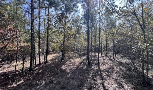 Photo #29 of SOLD property in Off River Rd, Vanceboro, NC 81.5 acres