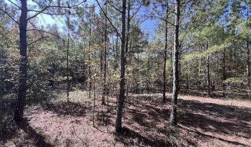 Photo #30 of SOLD property in Off River Rd, Vanceboro, NC 81.5 acres