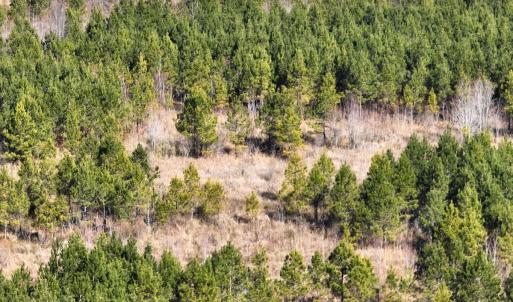 Photo #5 of Off Middle Swamp Rd, Corapeake, NC 234.4 acres