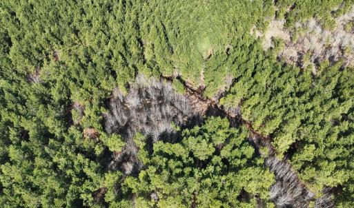 Photo #25 of Off Middle Swamp Rd, Corapeake, NC 234.4 acres