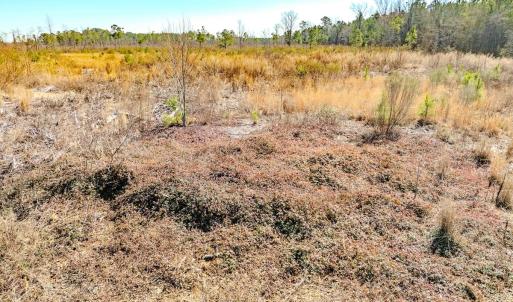 Photo #11 of State HWY 72, Pembroke, NC 29.2 acres
