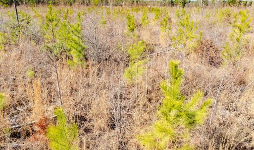 Photo #21 of State HWY 72, Pembroke, NC 29.2 acres
